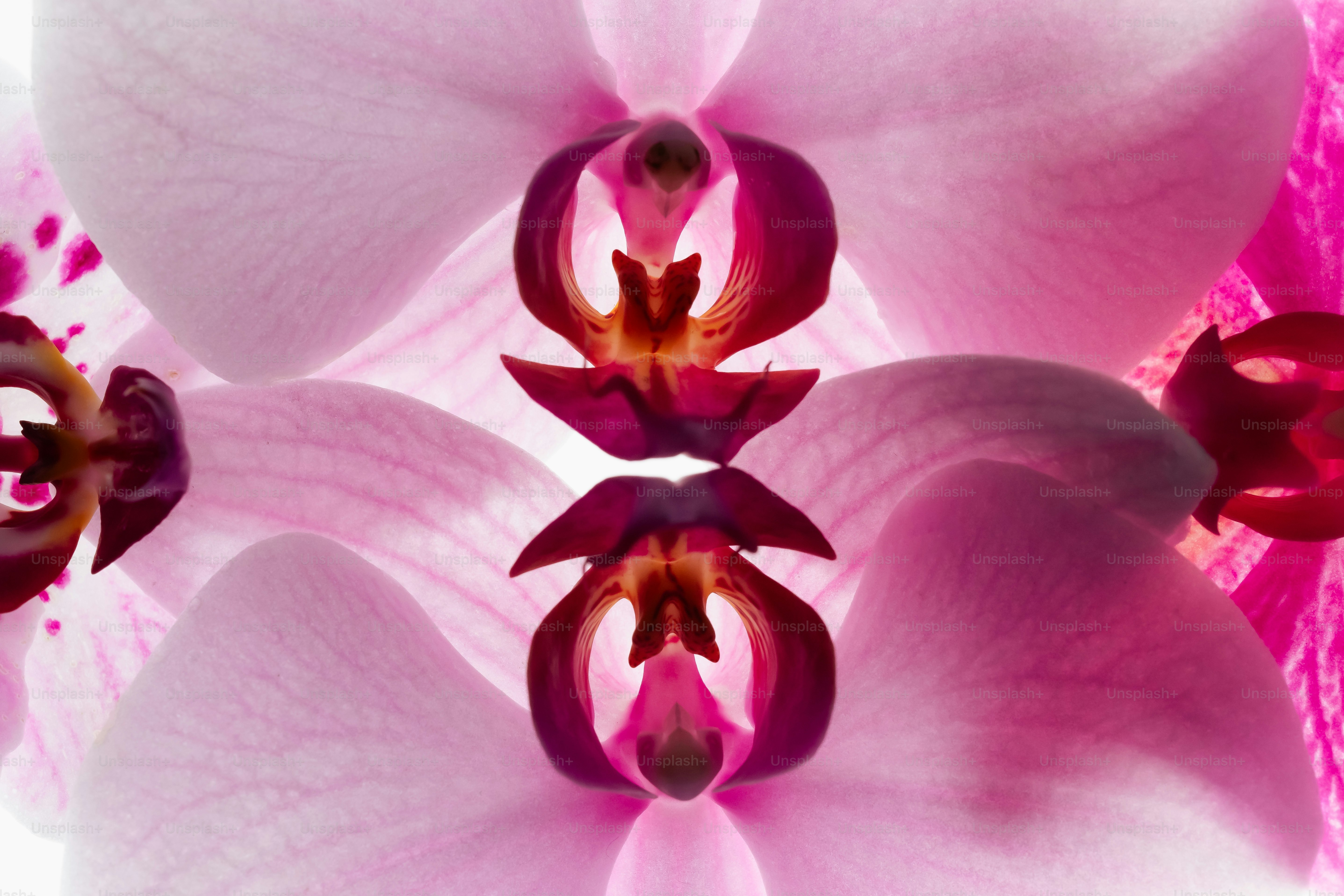 Close-up of delicate pink orchids with dark centers.